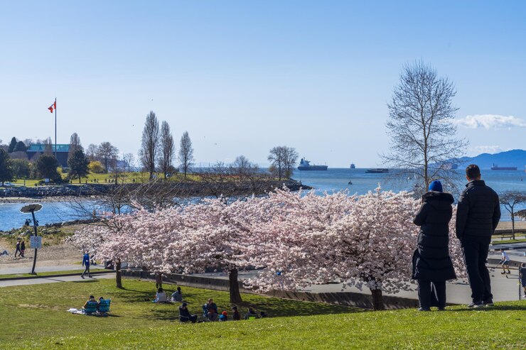 La gente disfruta de los cerezos en flor en Sunset Beach Park en la primavera de la ciudad de Vancouver BC Canadá