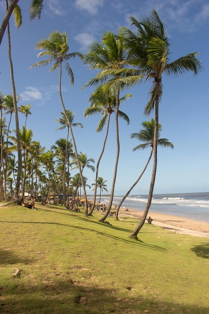 Gente disfrutando de un día soleado en un césped verde rodeado de cocoteros frente a la playa