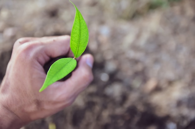 La gente está plantando árboles Crecimiento, Regando plantas y plantando árboles