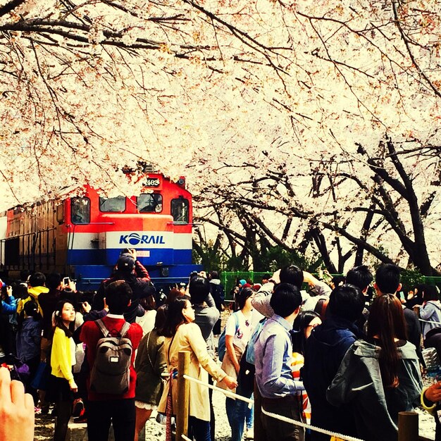 Foto gente fotografiando el tren en el festival de las cerezas en flor