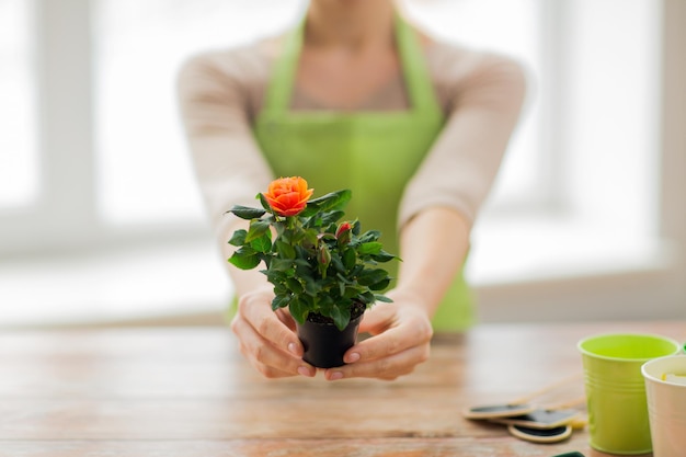gente, jardinería, flores y concepto de profesión - cierre de manos de mujer sosteniendo arbusto de rosas en maceta de flores en casa