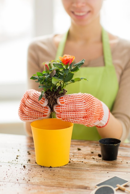 gente, jardinería, plantación de flores y concepto de profesión - cierre de manos de mujer o jardinero plantando rosas en maceta de flores en casa