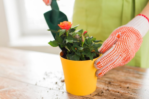 gente, jardinería, plantación de flores y concepto de profesión - cierre de manos de mujer o jardinero plantando rosas en maceta de flores en casa