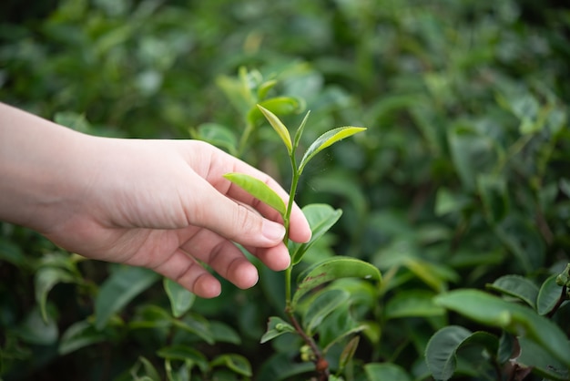 Gente de mano recogiendo hojas de té verde en la granja