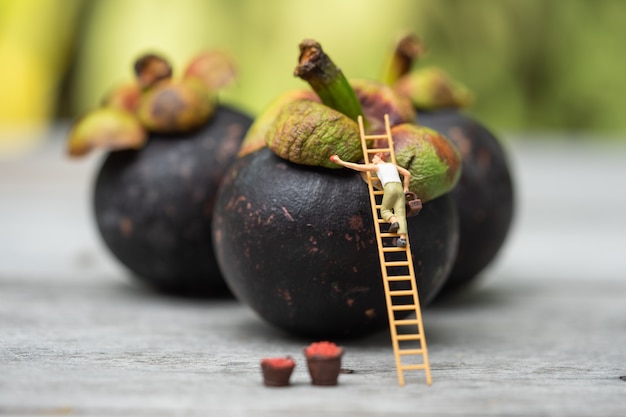 Gente en miniatura, granjero subiendo en la escalera para recoger el mangostán del gran mangostán.