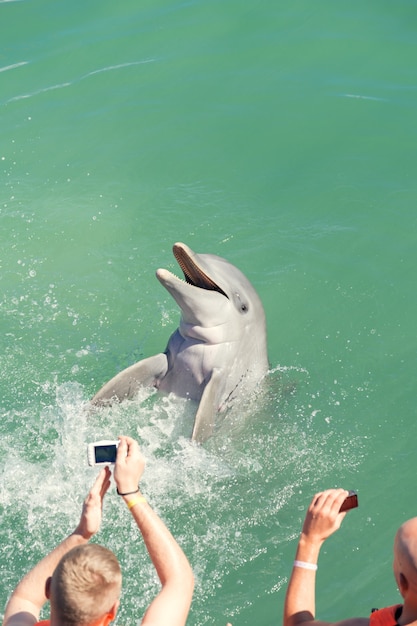 Foto gente nadando con delfines