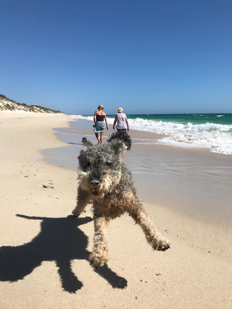 Gente con perro en la playa