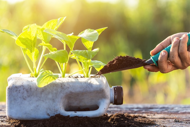 Gente plantando vegetales en botella de plástico.