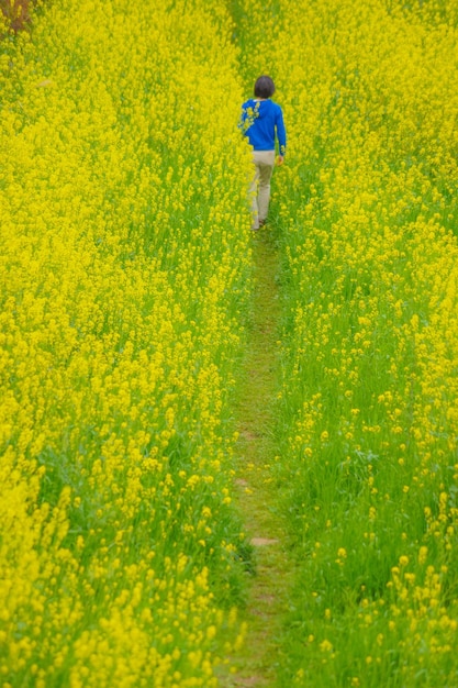 Gente que camina por el campo amarillo de la violación