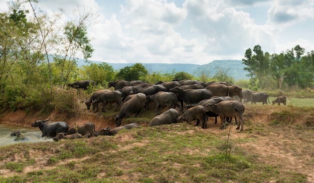 La gente recurre a Buffalo