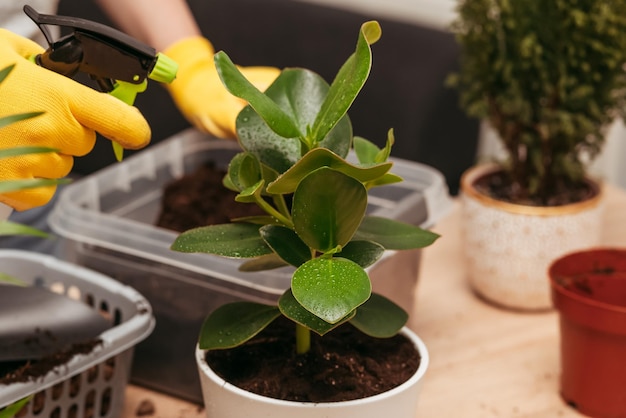 gente rociando plantas de interior en casa. Pasatiempo atractivo