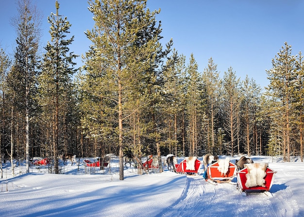 Gente en el safari de la caravana del trineo del reno en bosque del invierno en Rovaniemi, Laponia finlandesa