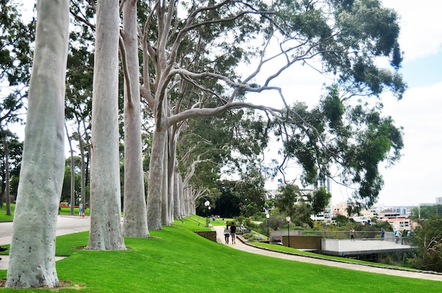 La gente se sienta, se relaja y hace un picnic en Kings Park y Botanic Garden cerca del cenotafio conmemorativo de la guerra del estado nacional que conmemora el oeste de Australia el 15 de mayo de 2016 en Perth, Australia