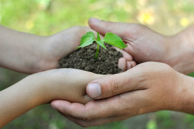 Foto la gente sostiene en las manos una plántula plantada en el suelo