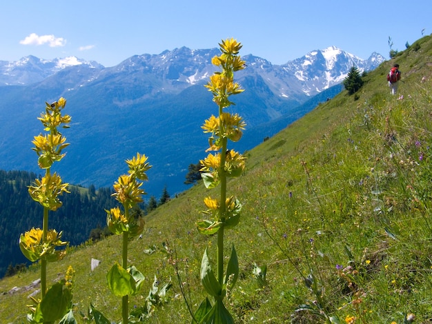 Gentiana lutealiconyval d'aosteitalie