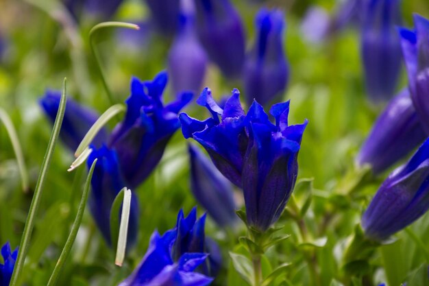 Gentiana