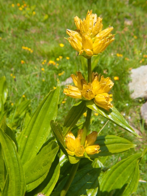 Gentiana