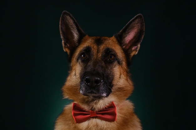 Gentleman-Hund mit roter Fliege Studioportrait hautnah auf dunkelgrünem Hintergrund