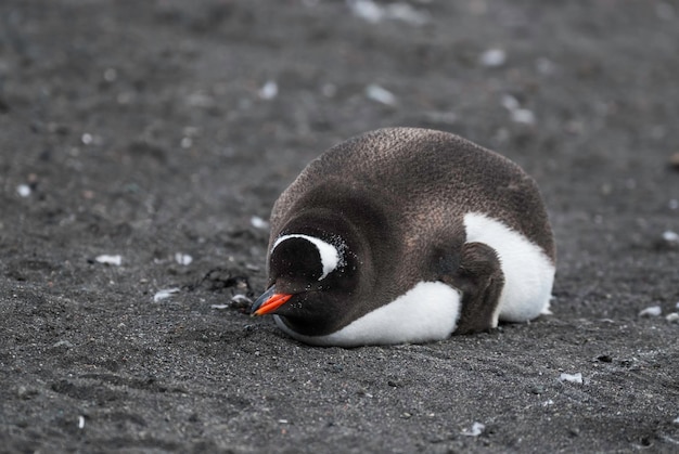 Gentoo PenguinHannah Point Antártica