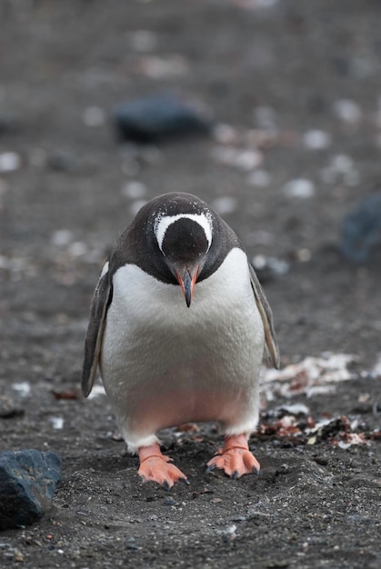 Gentoo PenguinHannah Point Antártica