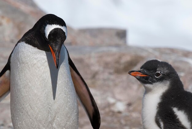 Gentoo Penguinon uma praia antártica Neko porto Antártica