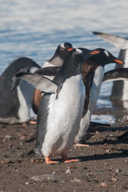 Gentoo Penguinon uma praia antártica Neko porto Antártica