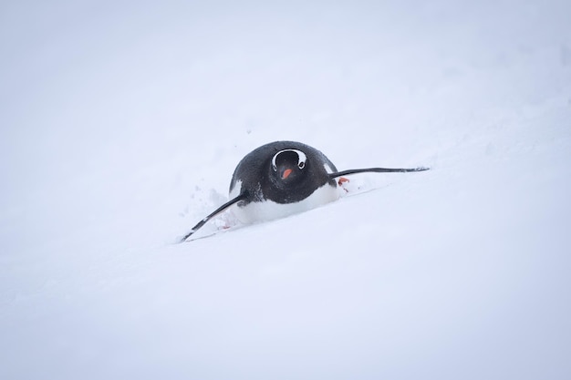 Foto gentoo-pinguin fährt auf bauch einen schneebedeckten hang hinunter