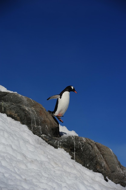 Gentoo-Pinguin geht an einem sonnigen Wintertag in der Antarktis auf Felsen auf einer verschneiten Klippe gegen den blauen Himmel