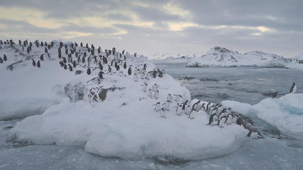 Foto gentoo-pinguin springt gletscher antarktis wasser luftansicht südpol vogelkolonie spazieren auf schneebedeckten