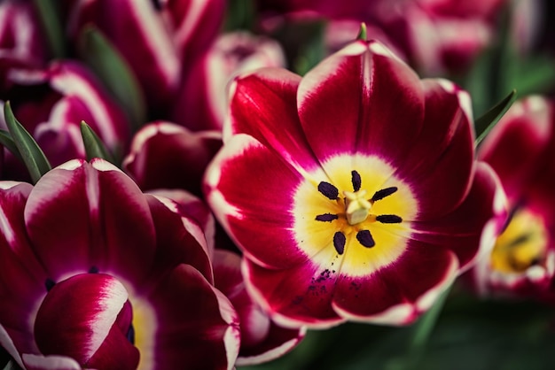 Geöffnete Tulpenknospe aus nächster Nähe Weicher Fokus