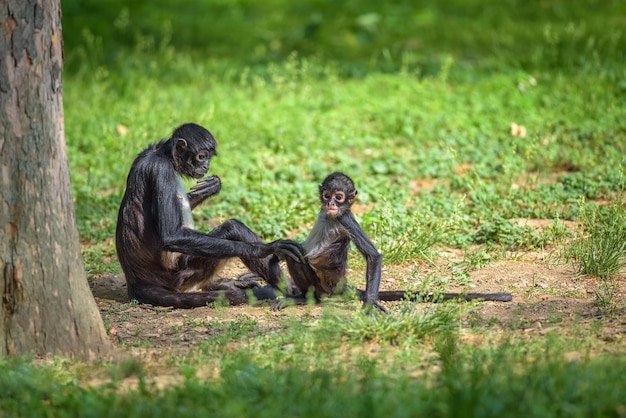 Geoffroys Klammeraffe und sein Baby