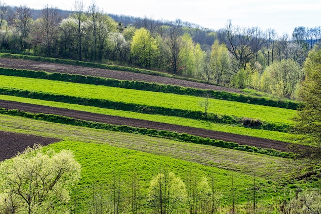 Geometrische private landwirtschaftliche Felder