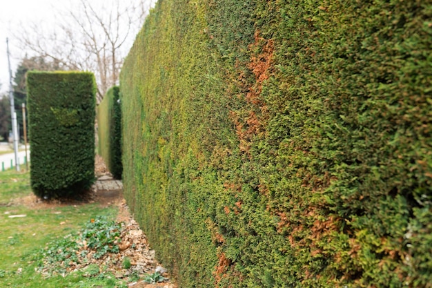 Geometrischer Landschaftsstrauch Kauende Hecke