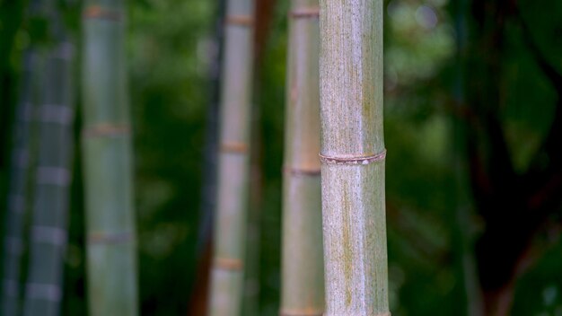 Georgia Batumi Botanical Garden Linda vegetação Bambu em pingos de chuva