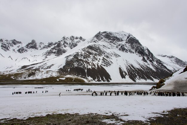 Georgia del sur