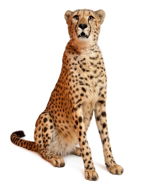Gepard, Acinonyx jubatus, 18 Monate alt, sitzend