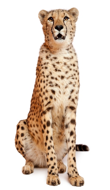 Gepard, Acinonyx jubatus, 18 Monate alt, sitzend