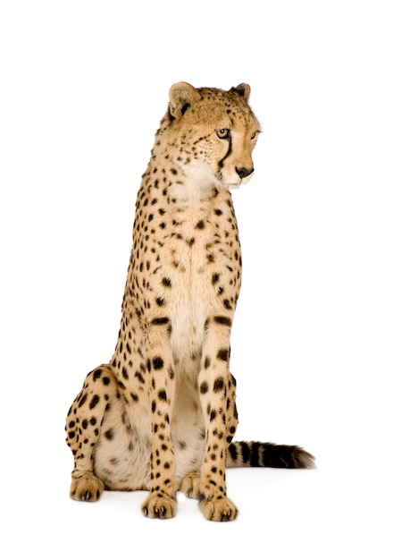 Gepard - Acinonyx jubatus auf einem weißen isoliert