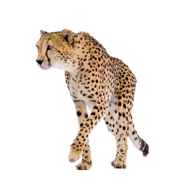 Gepard - Acinonyx jubatus auf einem weißen isoliert