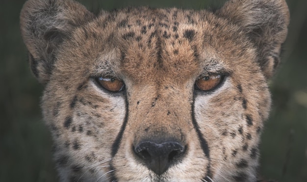 Gepard Acinonyx jubatus