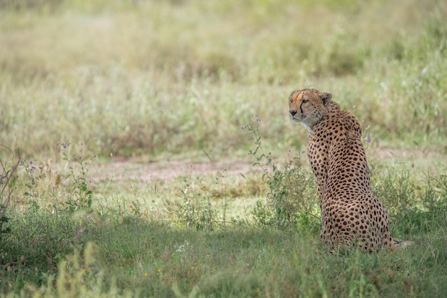 Gepard Acinonyx jubatus