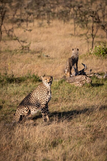 Foto gepard auf dem feld im zoo