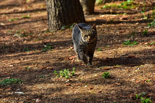 Foto gepard auf dem feld