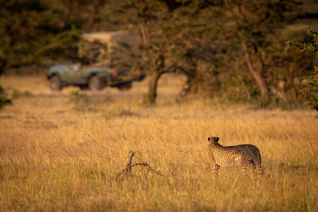 Foto gepard auf einem grasbewachsenen feld an einem sonnigen tag