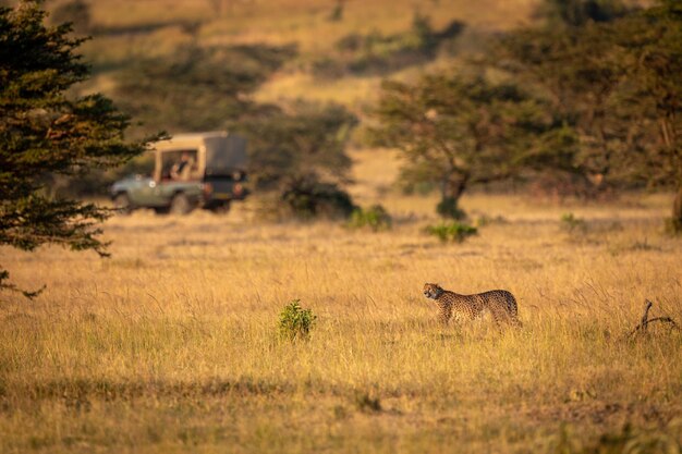 Foto gepard auf einem grasbewachsenen feld an einem sonnigen tag