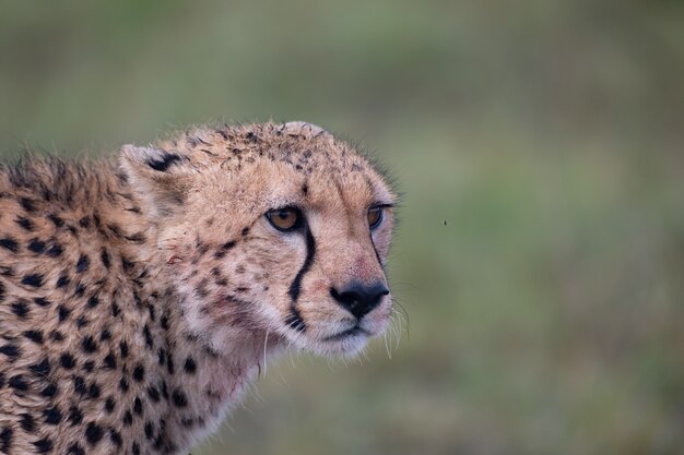 Gepard Gesicht Nahaufnahme