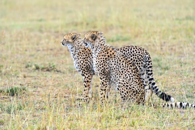 Gepard im afrikanischen Savannenpark Masai Mara