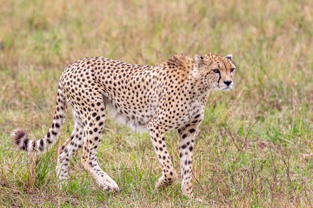 Gepard im Masai Mara-Nationalreservat
