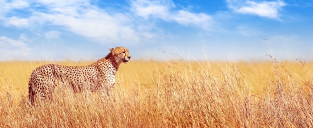 Gepard in der afrikanischen Savanne. Afrika, Tansania, Serengeti-Nationalpark. Banner-Design.