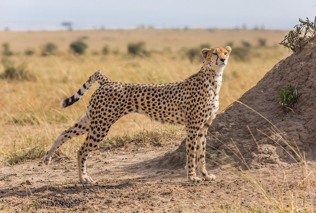 Gepard in wild